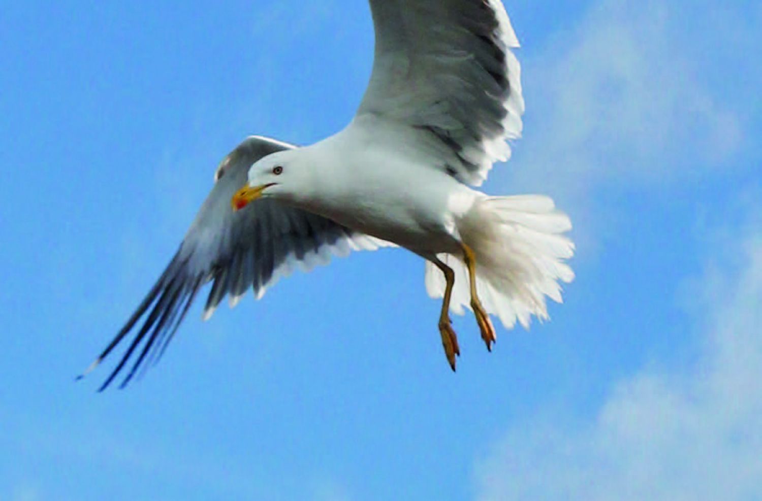 Image of a seagull flying in the air with blue sky background